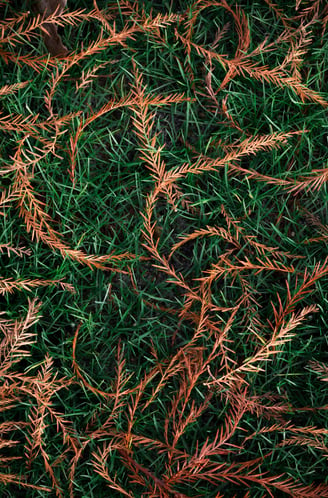 aiguilles de pin roussies tombées dans l'herbe