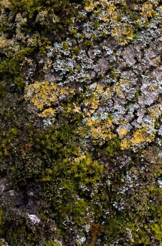 écorce d'arbre recouverte de mousse verte automnale