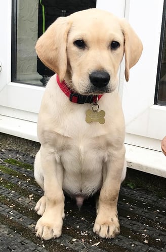 Labrador Retriever Puppies for Sale