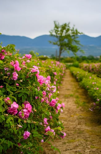 Rosa Damascena: Hyra's premium rose essential oil and water, grown in Bulgaria.