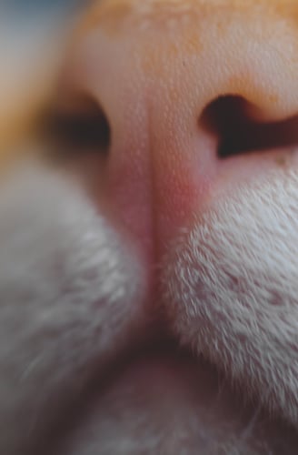 A cat's nose