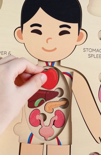 a kid holding a puzzle board with a picture of a human body
