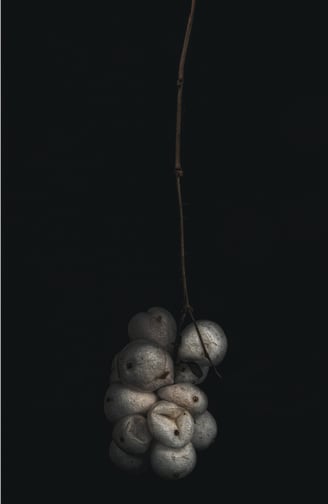 A black and white composition of berries
