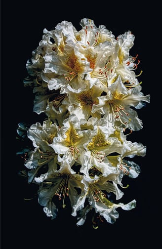 A composition of rhododendron flowers. Black and white and yellow