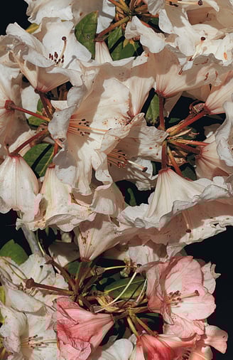 A full colour photograph of rhododendron flowers