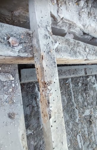 poutre attaquée par des termites,vrillettes,capricorne