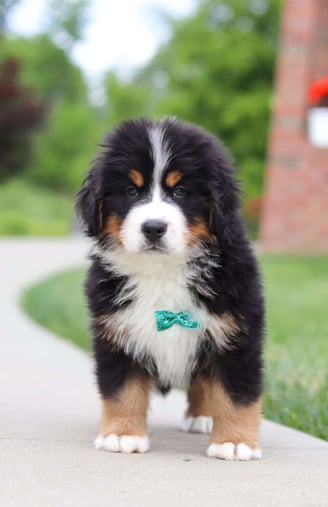 Dogs & Puppies for sale SA - South Africa