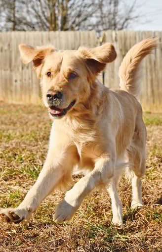 a happy golden retriever running through the grass in a fenced backyard