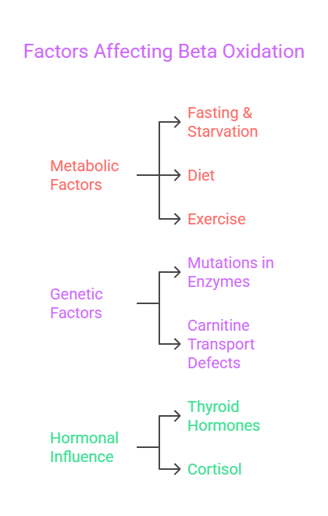 factors affecting beta oxidation 