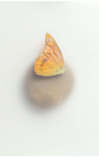 a photograph of a dead butterfly lying on a rock