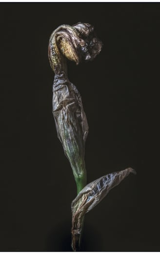 a photo of a dying iris flower. Abstract and expressionist