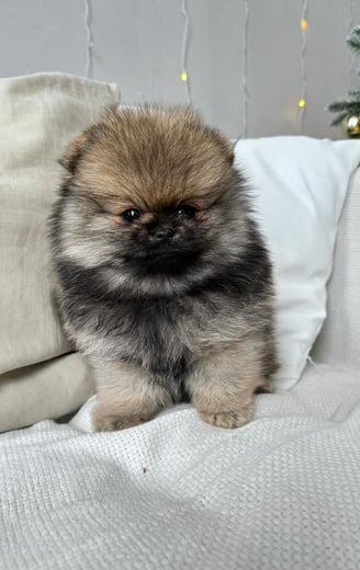 Dogs & Puppies for sale SA - South Africa