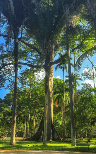Jardin-Botanique-Rio-de-Janeiro