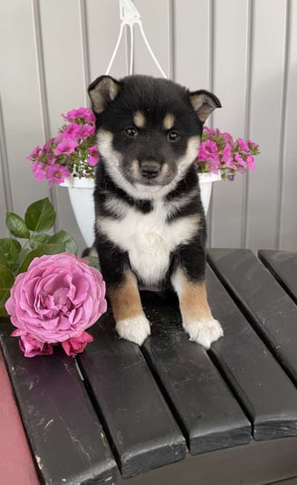Dogs & Puppies for sale SA - South Africa