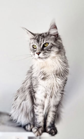 Maine Coon assis 