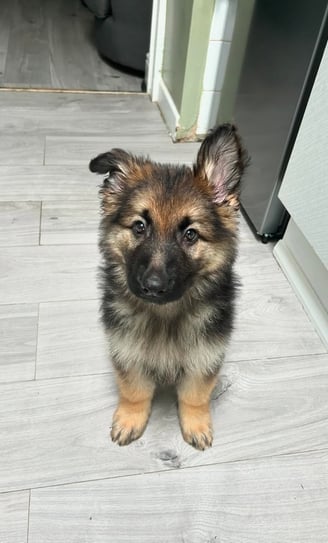 German Shepherd puppies for sale