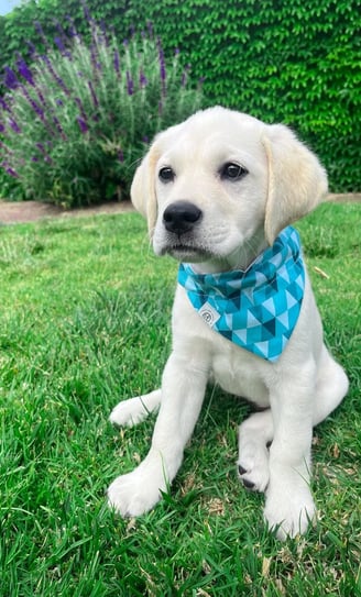 Labrador Retriever Puppies for Sale