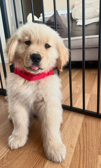 Golden Retriever Puppies for Sale