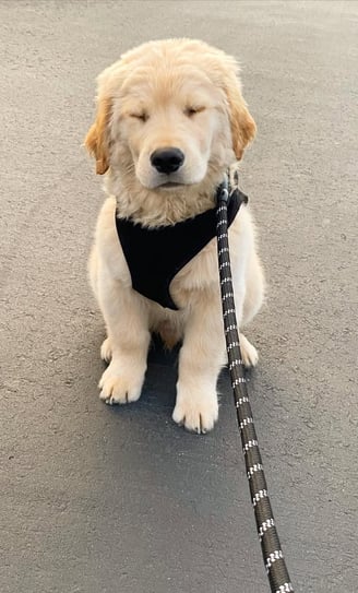 Golden Retriever Puppies for Sale