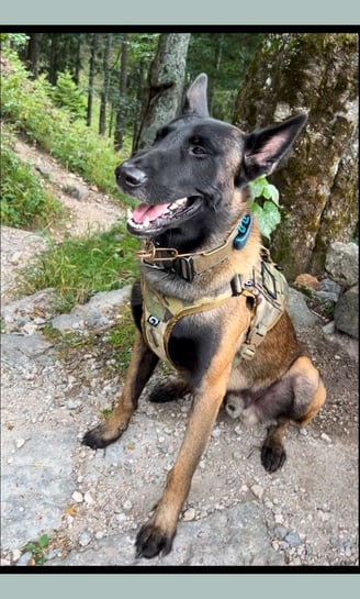 k9 with multicam original harness