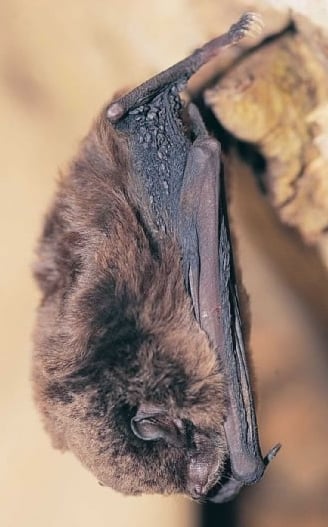 eastern bent wing bat
