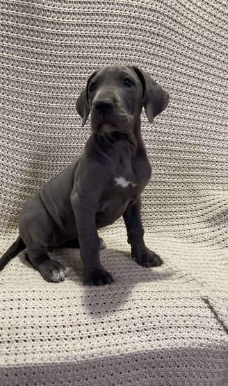 Dogs & Puppies for sale SA - South Africa
