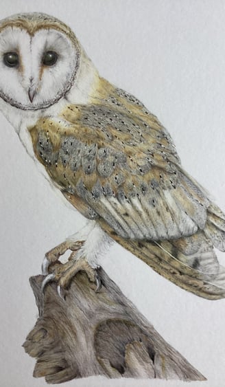 Owl portrait