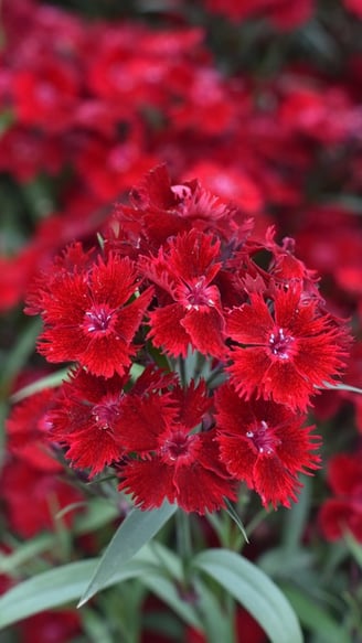 Rockin' TM Red Dianthus