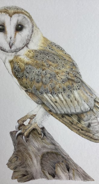 Owl portrait