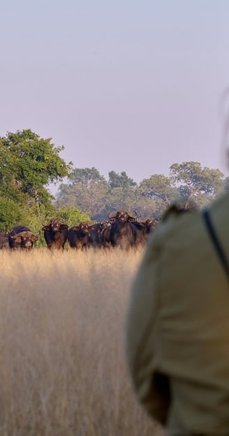 On a bush walk throuhg the Greater Kruger region