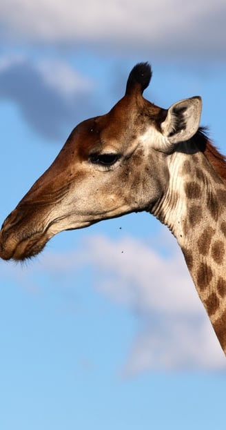 A female giraffe's head and neck with cloudy sky as backround