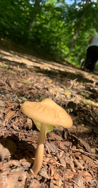Pilz