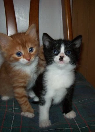 A fluffy ginger and white kitten and a black and white kitten are sitting on a chair.