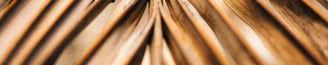 dry palm leaf