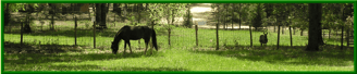 casi cielo farm footer horse
