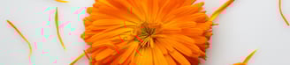calenduaflower