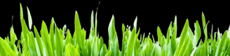 green grass blades no background footer