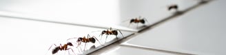 fourmis professionnel