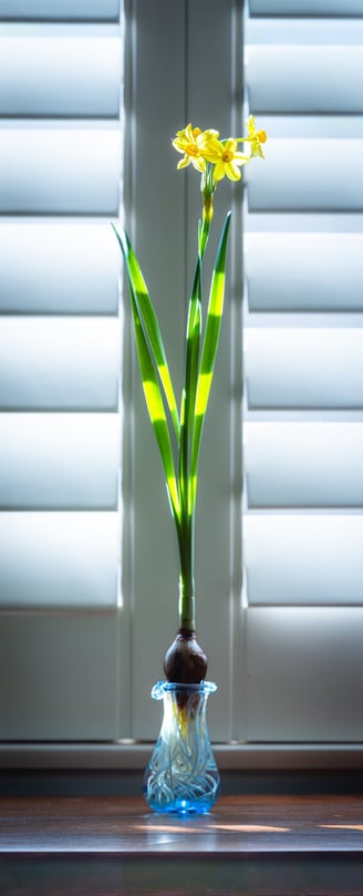 Daffodill