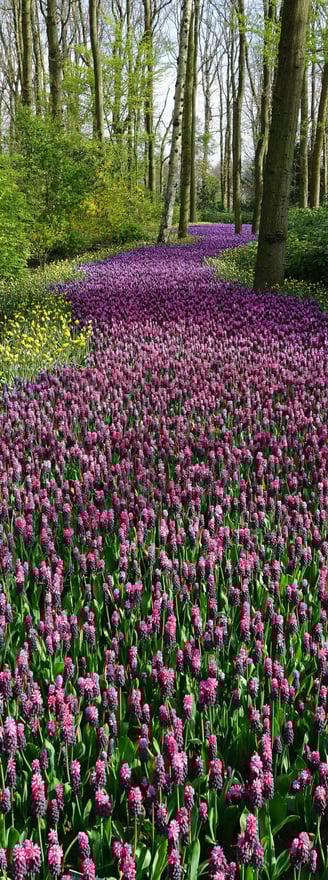 a path leading through a forest filled with flowers