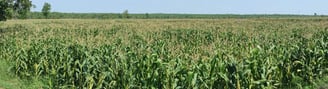 "Expansive maize (corn) farming spread across thousands of acres–fertile agricultural land in Chhattisgarh"