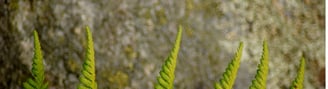 Nos services en tant qu'écologues afin de valoriser au mieux vos données naturalistes