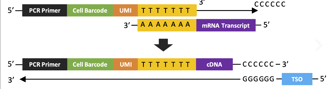 cell barcoding and UMIs affixation