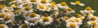 FlowerChamomile