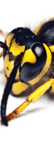 TLC Upstate Lawn & Pest Control