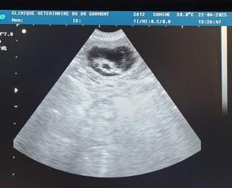Echographie femelle gestante