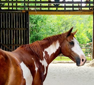 Health Vibes - Horses have similar behaviors as humans and they're very intelligent 