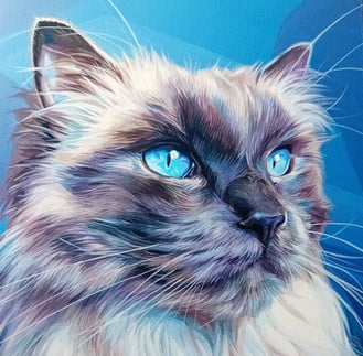 a portrait of a long haired cat with blue eyes