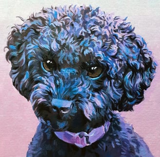 a portrait of a black poodle with a soft pink background