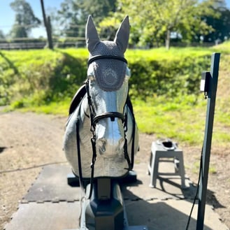 Simulateur equestre français pégase dehors ciel bleu